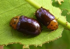 Platymela sticticollis