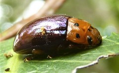 Platymela sticticollis