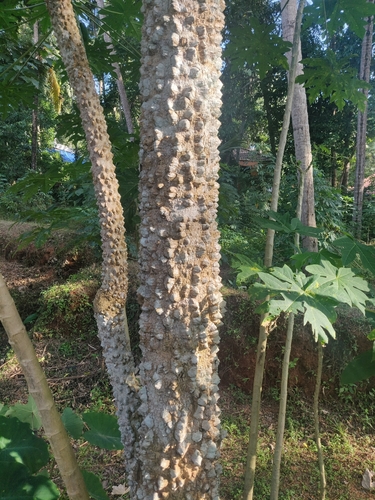 Image of Zanthoxylum rhetsa by (c) Hrishikesh Bhaskaran, some rights reserved (CC BY-SA)