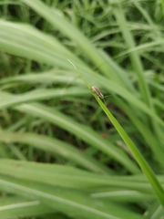 Cyphicerini
