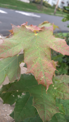 Acer platanoides