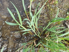 Glyceria declinata