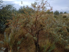 Halimodendron halodendron