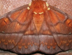 Procitheronia principalis