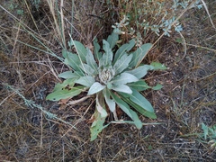 Verbascum songaricum