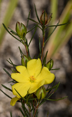 Hibbertia virgata