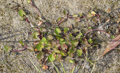Centella cordifolia
