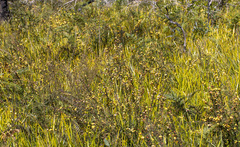 Bossiaea cinerea
