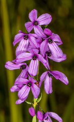 Tetratheca pilosa