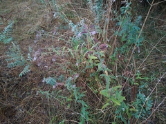 Mentha longifolia asiatica