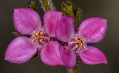 Cyanothamnus anemonifolius