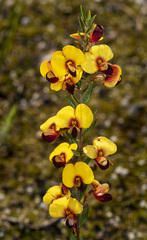 Bossiaea cinerea