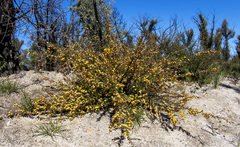 Bossiaea cinerea