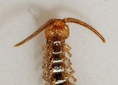 Lithobius melanops