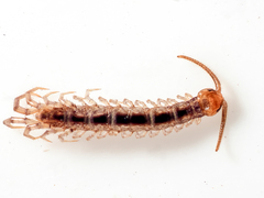 Lithobius melanops