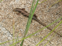 Eutropis beddomei