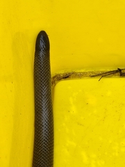 Amblyodipsas polylepis