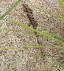 Eutropis beddomei