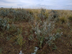 Halimodendron halodendron