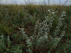 Halimodendron halodendron