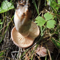 Lactarius flexuosus