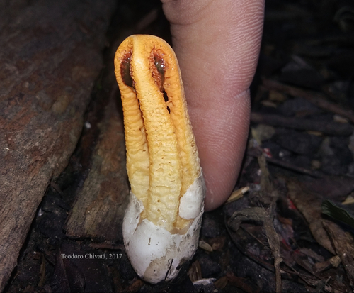 Laternea dringii