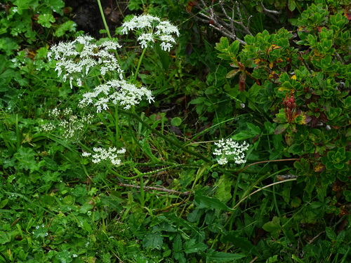 Heracleum austriacum (Heracleum austriacum)