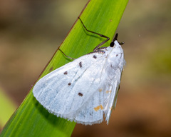 Brihaspa atrostigmella