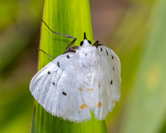 Brihaspa atrostigmella
