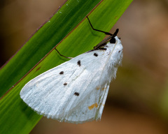 Brihaspa atrostigmella