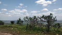 Euphorbia antiquorum