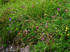 Phleum hirsutum