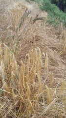 Triticum