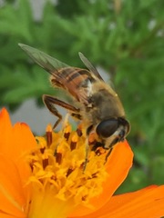 Eristalis tenax
