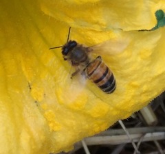 Apis mellifera
