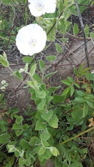 Convolvulus betonicifolius