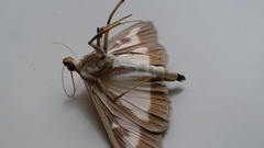 Cydalima perspectalis