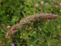 Phleum hirsutum