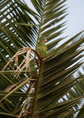 Brotogeris versicolurus