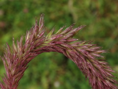 Phleum hirsutum