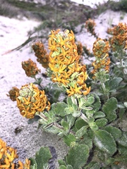 Manulea tomentosa