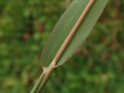 Image of Phleum hirsutum by (c) Christian Berg, some rights reserved (CC BY)