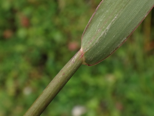 Image of Phleum hirsutum by (c) Christian Berg, some rights reserved (CC BY)