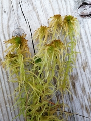 Sphagnum fallax