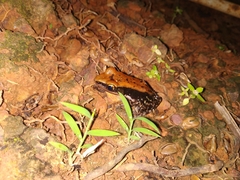 Hydrophylax bahuvistara