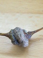 Pemphigus spyrothecae