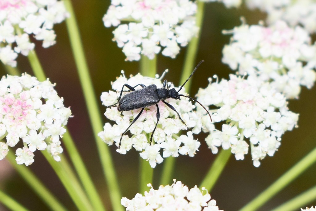 Gnathacmaeops brachypterus