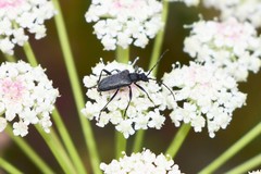 Acmaeops brachyptera