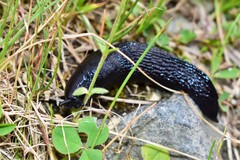 Turcomilax turkestanus