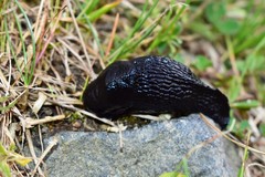 Turcomilax turkestanus